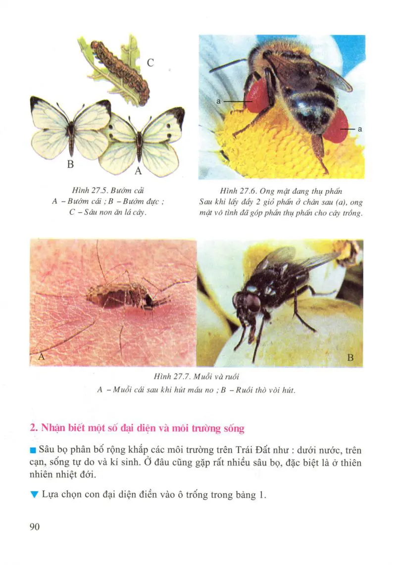 Bài 27: Đa dạng và đặc điểm chung của lớp Sâu bọ